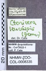 Etiketten zu Ctenicera leucaspis (Germar, 1843) (NHMW-ZOO-COL-0008335)